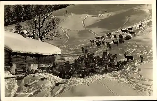 Ak Allgäu, Wildfütterung, Rehe, Hirsche, Winterlandschaft 