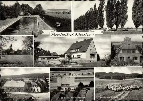 Ak Predenbeck Wennigsen am Deister, Badeanstalt, Pappelallee, Gemeindehaus, Landschulheim, Schafe