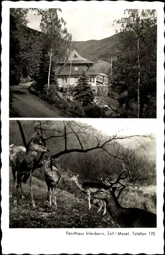 Ak Zell an der Mosel, Forsthaus Irlenborn, Straßenansicht, Hirsche