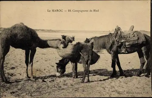Ak Marokko, Le Maroc, Compagnons de Bled, Kamele und Esel in der Wüste