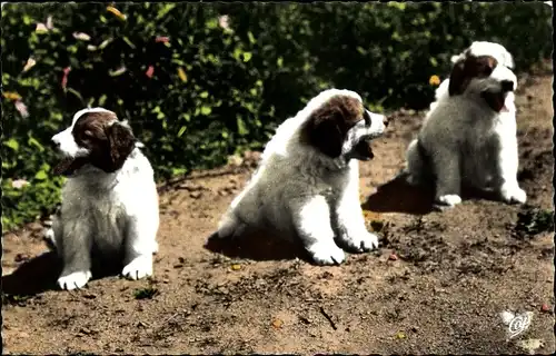 Ak Types des Pyrenées, Jeunes Chiens des Pyrenées, Pyrenäenberghunde, Welpen