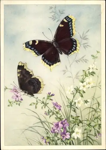 Künstler Ak Zwei Schmetterlinge auf einer Blumenviese, EAS