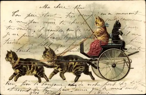 Litho Vermenschlichte Katzen in einer Kutsche, Katzen als Zugtiere, Kutscher