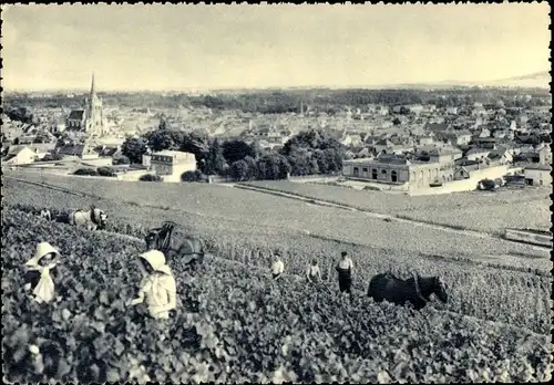 Ak Reims Marne, Champagne Pommery & Greno, Premier cru de raisins noirs, Weinernte, Ay, Panorama