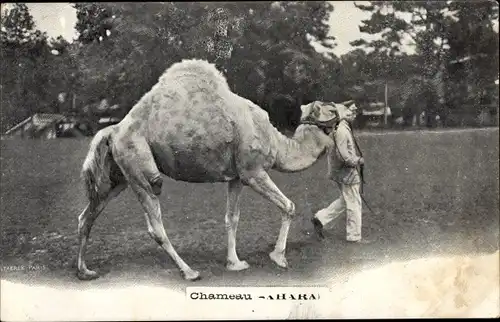 Ak Chameau, Ahara, Kamel mit Kamelführer auf einer Wiese
