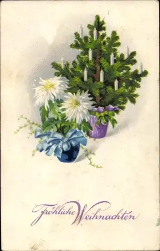 Ak Glückwunsch Weihnachten, Mit Kerzen geschmückter Tannenbaum, weiße Astern