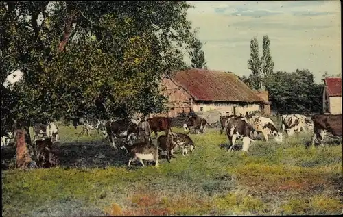 Ak En Sologne, un coin du paturage, Rinder und Ziegen auf der Weide