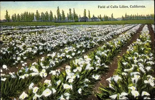 Ak Kalifornien USA, Field of Calla Lilies