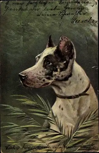 Künstler Ak Müller, M. jun., Hundeportrait, weißer Hund mit schwarzen Flecken, Novitas Serie 4313