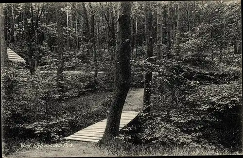 Ak Grasleben in Niedersachsen, Park, Wald, Waldweg