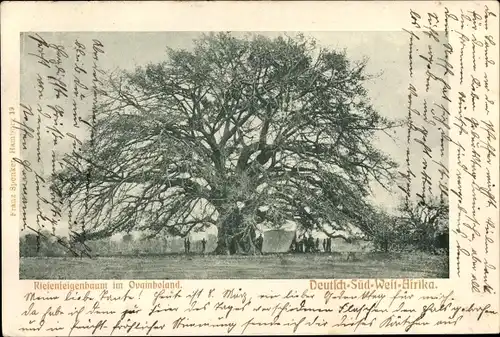 Ak Namibia Deutsch Südwestafrika, Riesenfeigenbaum im Ovaimboland