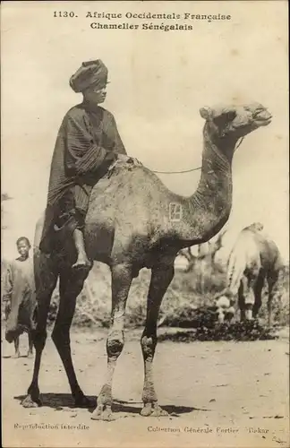 Ak Senegal, Chamelier, Kamelreiter auf einem Kamel