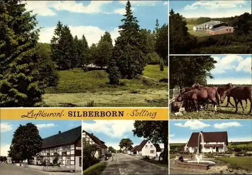 Ak Silberborn Holzminden in Niedersachsen, Gasthaus, Pferde auf der Koppel, Straßenpartie