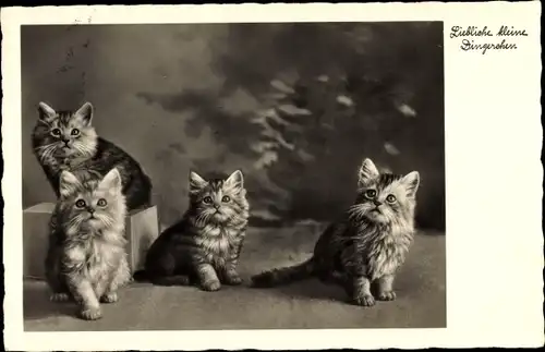 Ak Liebliche kleine Dingerchen, vier kleine Katzen, Kätzchen, sitzend