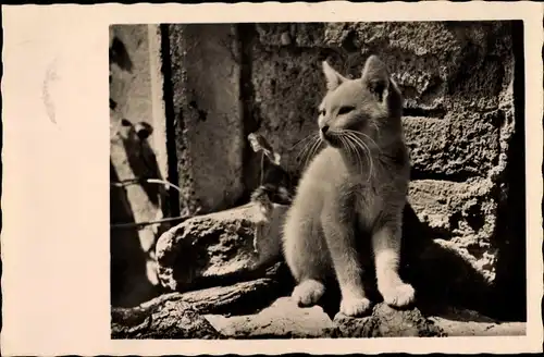 Foto Ak Sitzende weiße Katze vor einer Steinmauer, Kätzchen