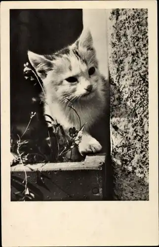 Ak Junge Katze an einem Fenster, Blumenkasten, Portrait