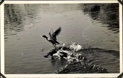 Foto Ak Enten auf dem Wasser, flatternd