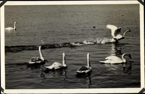 Foto Ak Schwäne auf dem See, fliegender Schwan