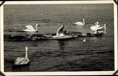 Foto Ak Schwäne auf dem See, landender Schwan