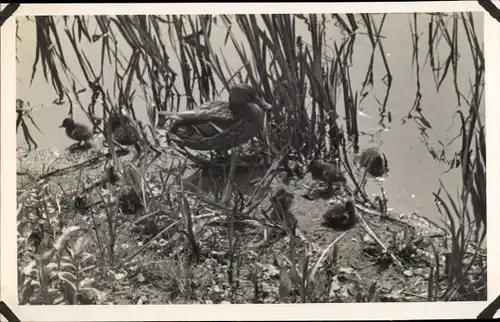 Foto Ak Ente, Entenmutter mit Küken am Seeufer