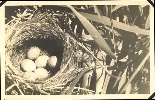 Foto Ak Vogelnest im Schilf, Enteneier, Gelege