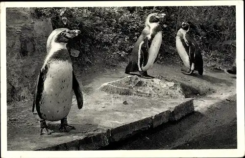 Ak Pinguine vom Versandhaus Nordland, Osnabrück