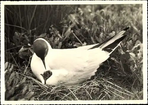 Ak Lachmöwe mit Jungem, Nest, Fotograf Herbert Ecke