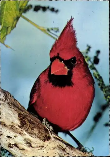 Ak Roter Kardinal, Vogel auf einem Ast