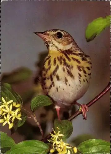 Ak Baumpieper, Vogel auf einem Zweig, Blüten