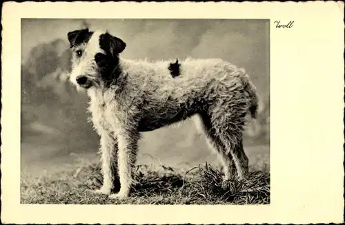 Ak Seitenprofil von einem schwarz weißen Terrier, Hundeportrait