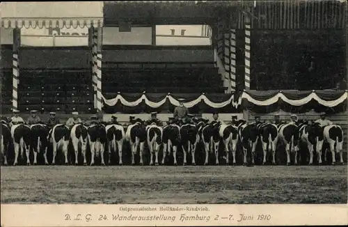 Ak Hamburg, Ostpreußisches Holländer Rindervieh, DLG, 24. Wanderausstellung 1910