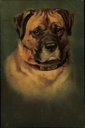 Künstler Ak Hundeportrait, Bulldogge mit Halsband