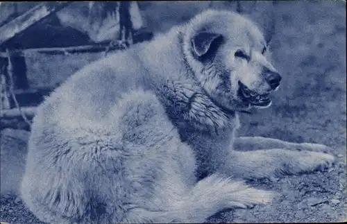 Ak Missions d'Amérique, Chien esquimau, Schlittenhund