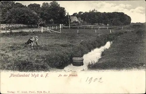 Ak Wyk auf Föhr in Nordfriesland, An der Marsch, Kuhweide