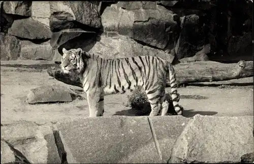 Foto Ak Tiger in einem felsigen Gehege in einem Zoo