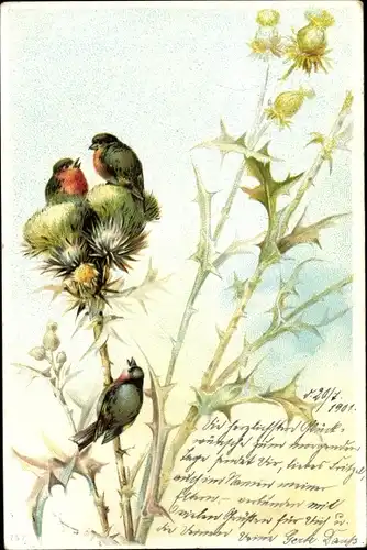Litho Drei kleine Vögel mit rotem Hals auf einer Distel