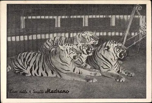 Ak Zirkus, Circo delle 4 Sorelle, Medrano, Tiger