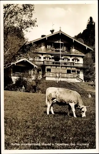 Ak Gmund am Tegernsee Oberbayern, Café Unterbuchberg, Außenansicht, Kuh, Weide