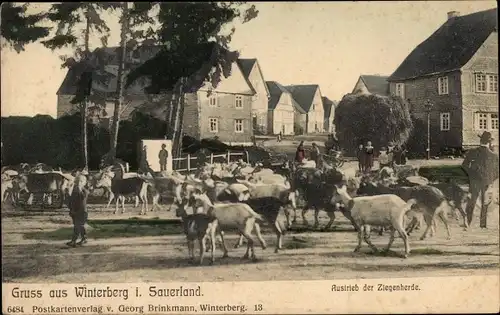 Ak Winterberg im Hochsauerlandkreis, Austrieb der Ziegenherde 