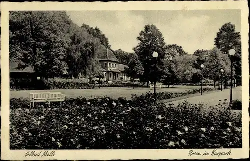 Ak Melle in Niedersachsen, Kurpark, Rosen