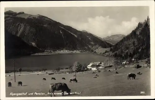 Ak Reutte in Tirol, Alpengasthof u. Pension Haldensee, Rinderweide