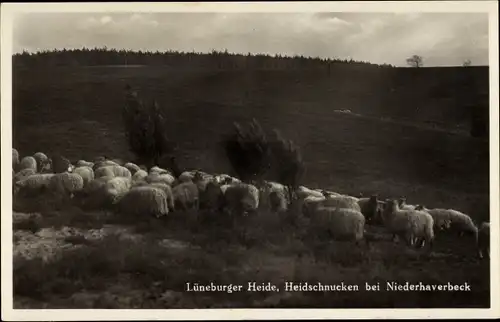Ak Heidschnucken Schafe, Lüneburger Heide, Niederhaverbeck, Grasen, Wind