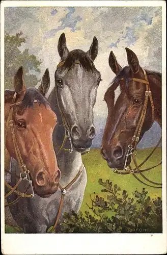 Künstler Ak Trache, R., Portrait von drei Pferden mit Zaumzeug