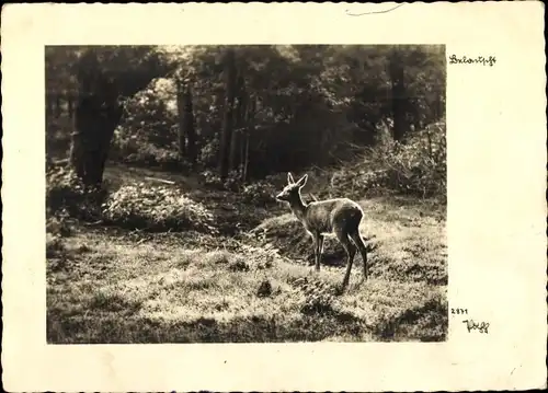 Ak Reh auf einer Wiese mit Bäumen im Hintergrund