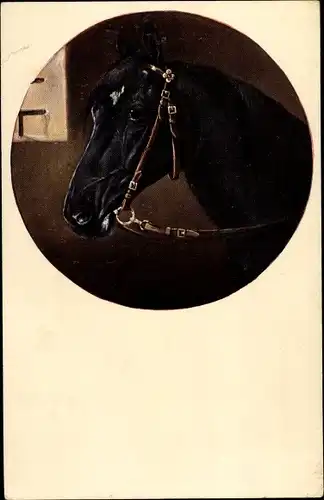 Künstler Ak Portrait von einem schwarzen Pferd mit Zaumzeug