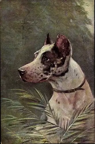 Künstler Ak Müller, M. jun., Hundeportrait, schwarz weiße Dogge, Halsband