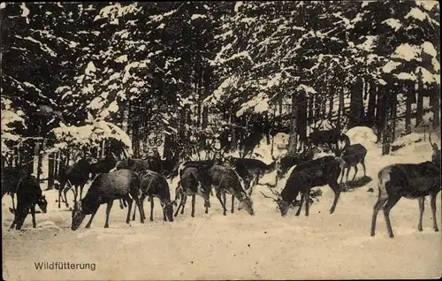 Ak Hirsche, Wildfütterung, Wald, Schneelandschaft