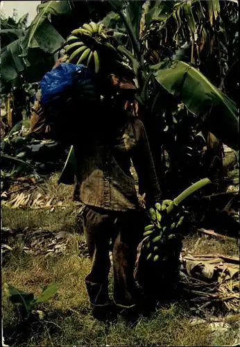 Ak Martinique, Récolte des Bananes