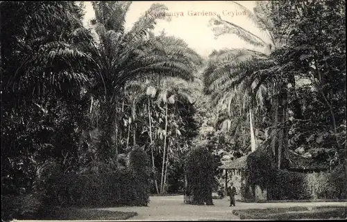Ak Sri Lanka Ceylon, Peradeniya Gardens, Palmen
