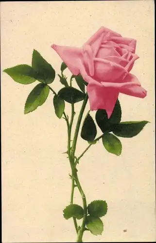 Ak Einzelne rosa Rosenblüte